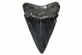 Fossil Great White Shark (Carcharodon) Tooth - South Carolina #269697-1